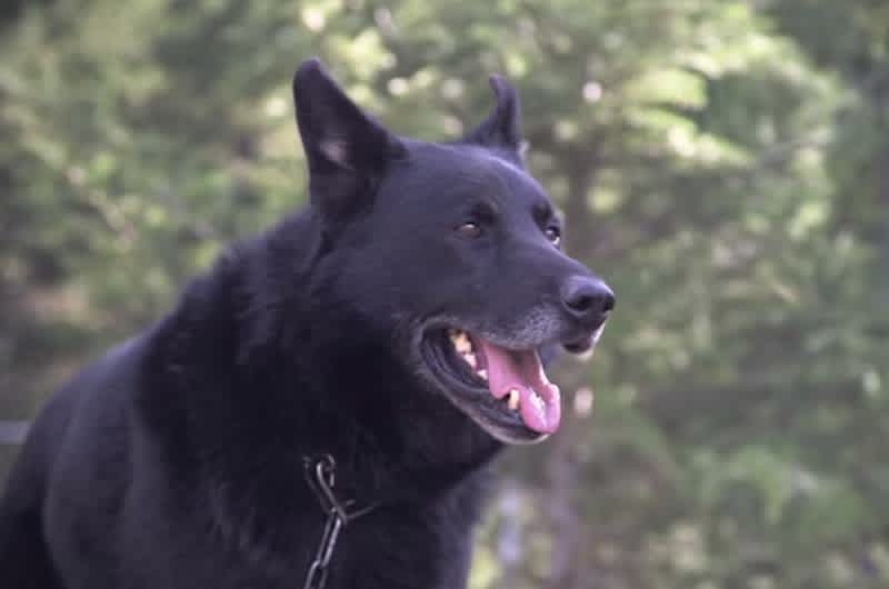 Hero Dog Recognized for Protecting Teen from Coyotes after Deadly Car Crash