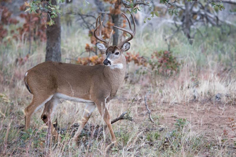 Indiana Shoots Down Expanded Rifle Hunting Proposal for Deer Season