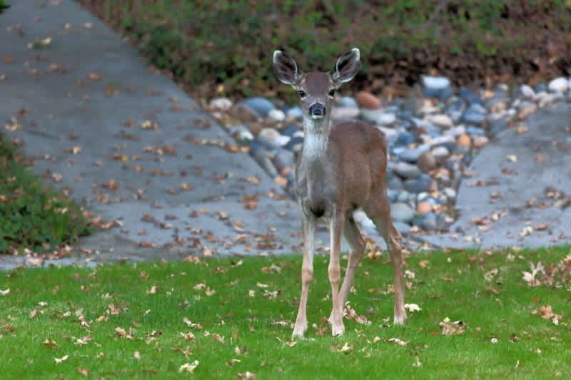 Michigan DNR Rescues Deer Chained Up in Lawn