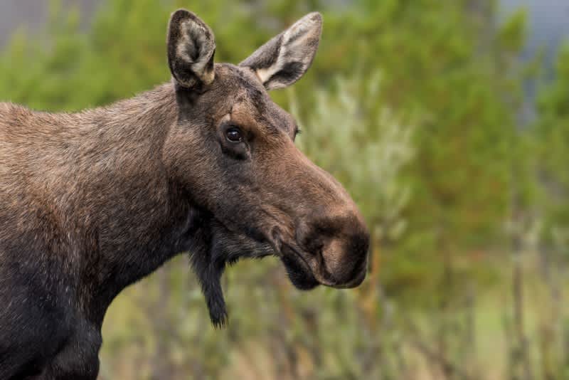 Minnesota Governor Curbs Moose Study, Claims It Killed Too Many Animals
