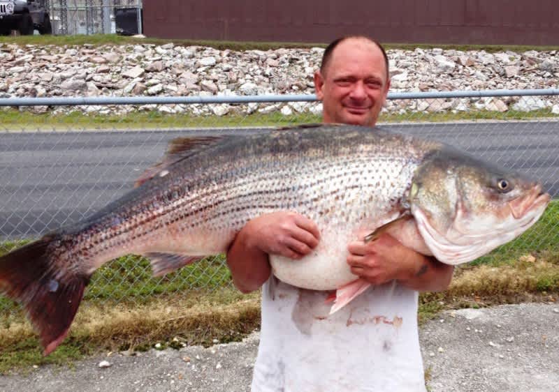 Missouri Angler “Bear Hugs” Record Striped Bass