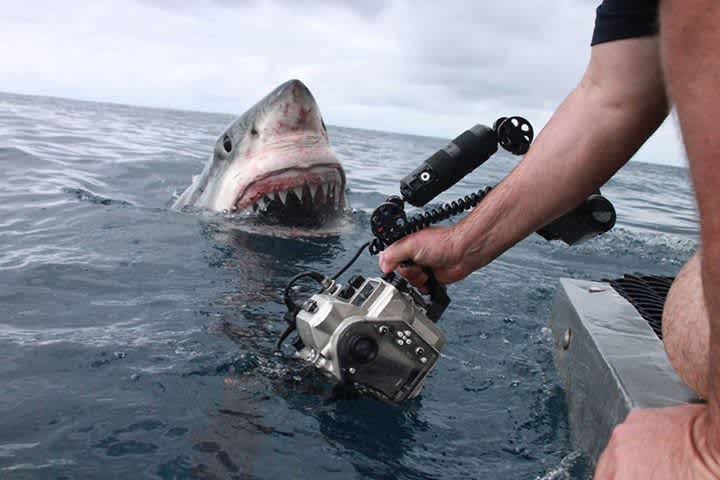Photo: Shark Greets Camera with a “Smile”
