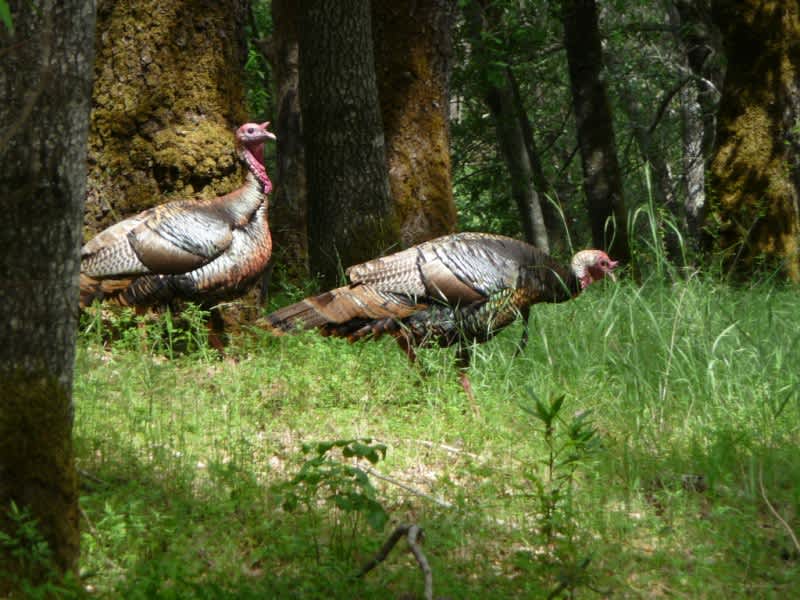 Strong Turkey Numbers Propel Michigan into Number 7 Spot for Turkey Hunting