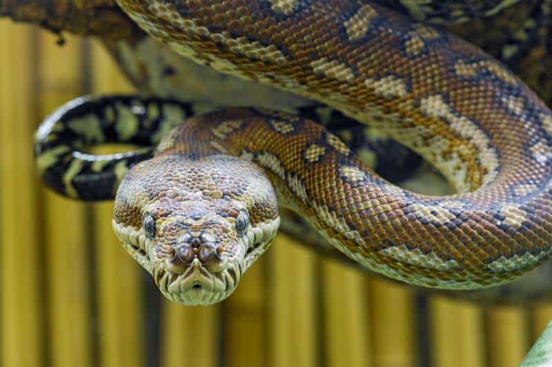 Study: Ancient Snakes Had Ankles, Toes