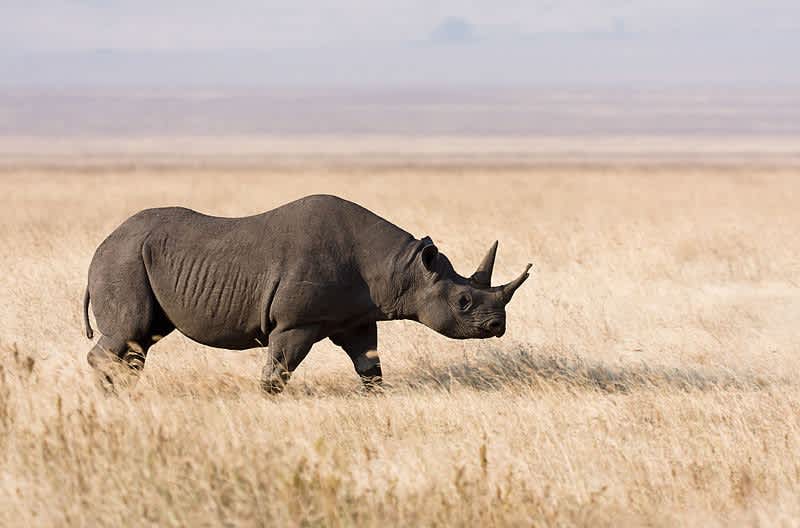 Texas Hunter Pays $350,000 to Harvest Rare Black Rhino in Namibia