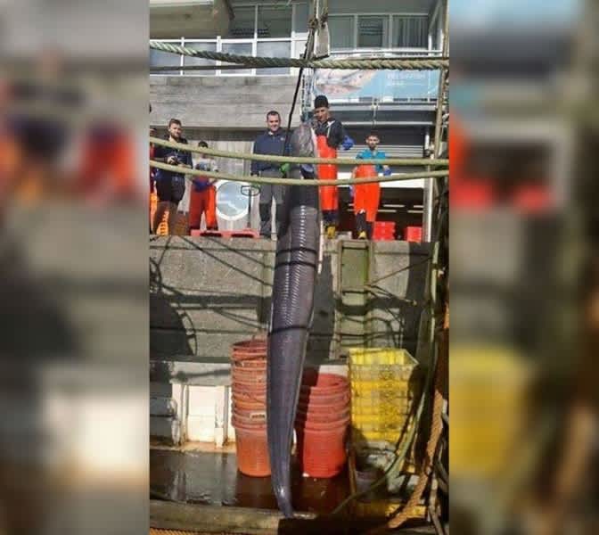 UK Commercial Fishermen Shocked by Massive 130-pound Eel