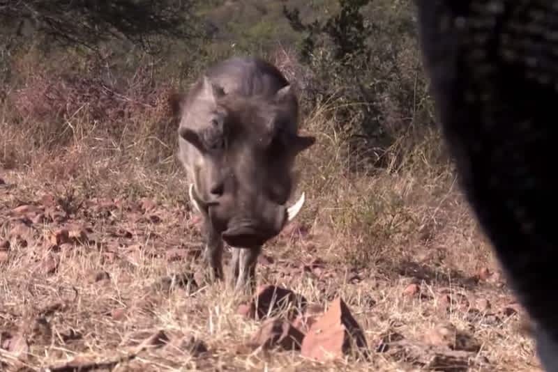 Video: African Warthog Nearly Stumbles into Blind, Shot at One Yard