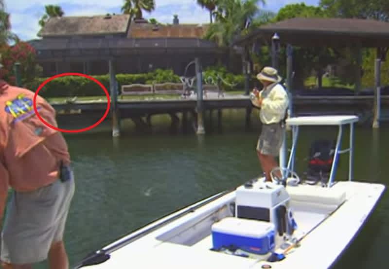 Video: Anglers Crack Up after Tarpon Jumps over Dock to Escape