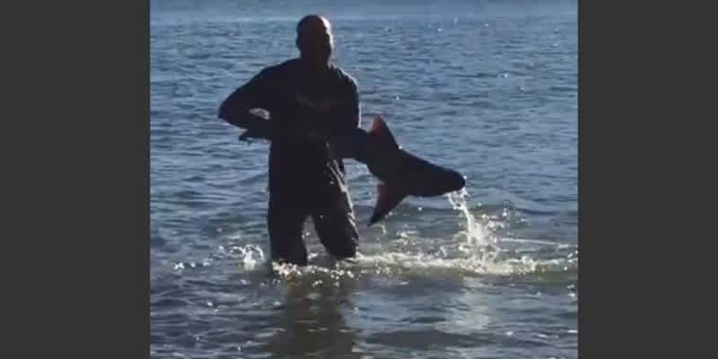 Video: Australian Man Catches Shark with His Bare Hands