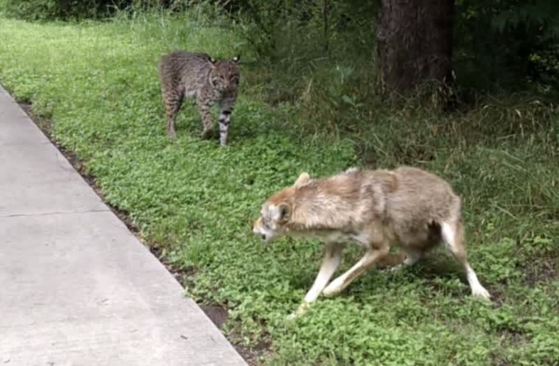 Video: Bobcat Squares Off with Coyote