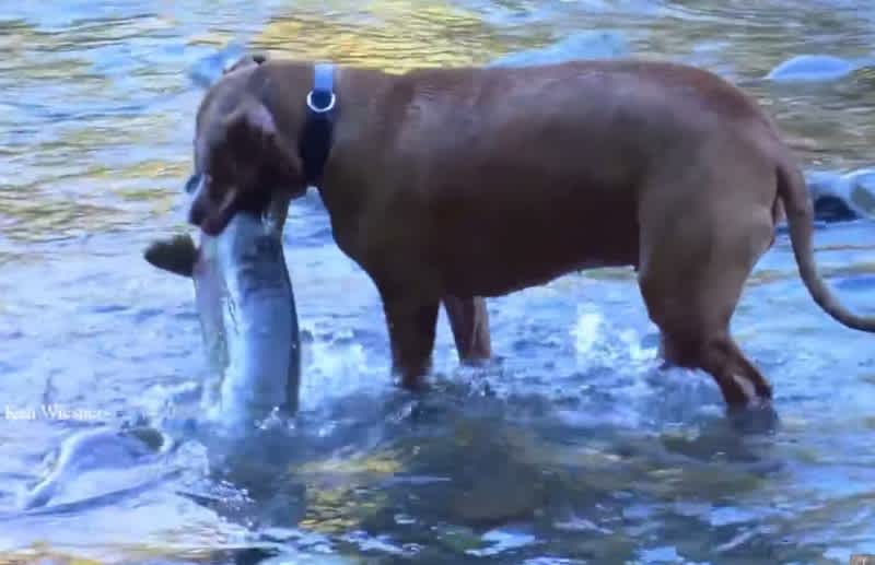 Video: Dogs Retrieve Giant Salmon from Stream