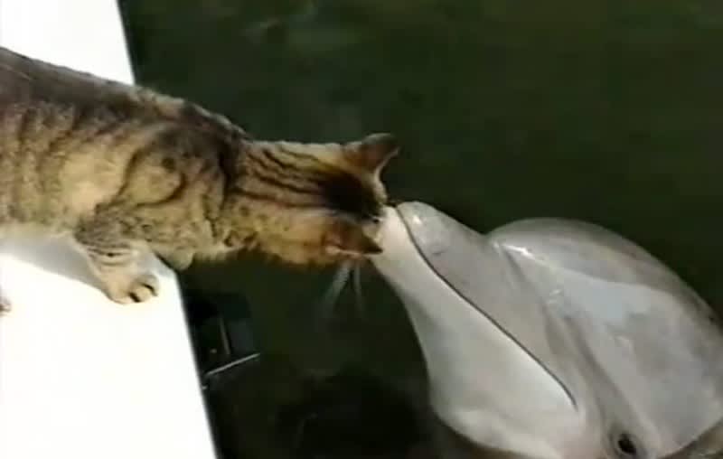 Video: Cat is Thoroughly Confused by Dolphins