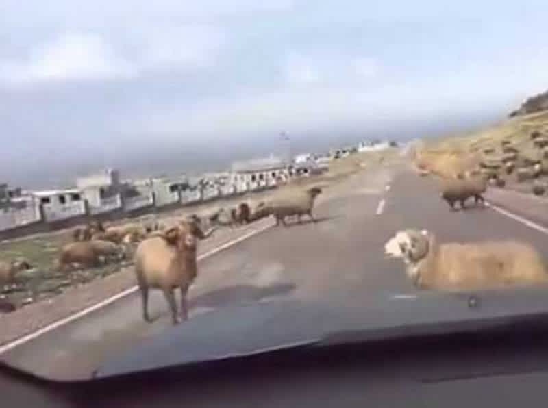 Video: Why You Shouldn’t Try to Break Up a Ram Fight