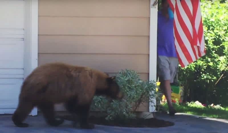 Video: Drinking Man Walks Right into Bear