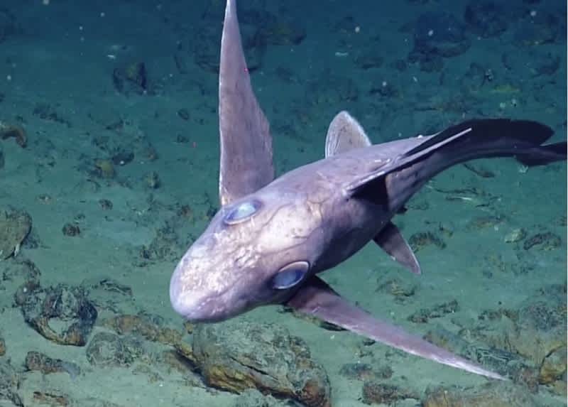 Video: Elusive, Parasite-infested “Ghost Shark” Spotted Near Underwater Volcano