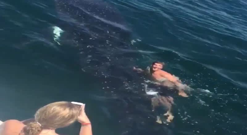 Video: Florida Teenager “Rides” Whale Shark