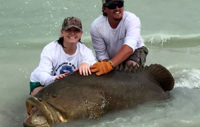 Video: Florida Couple Reels In Giant Grouper from Shore