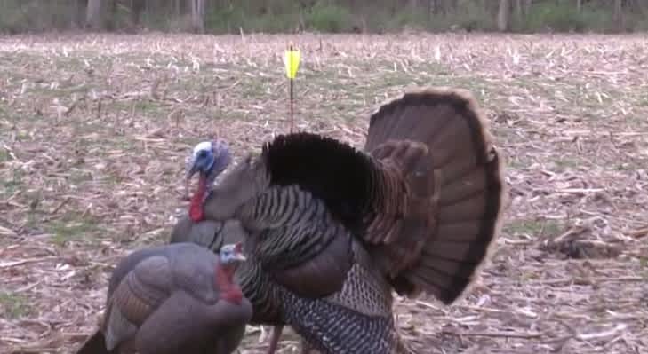 Video: Gobbler Dodges Three Arrows, Mocks Hunters
