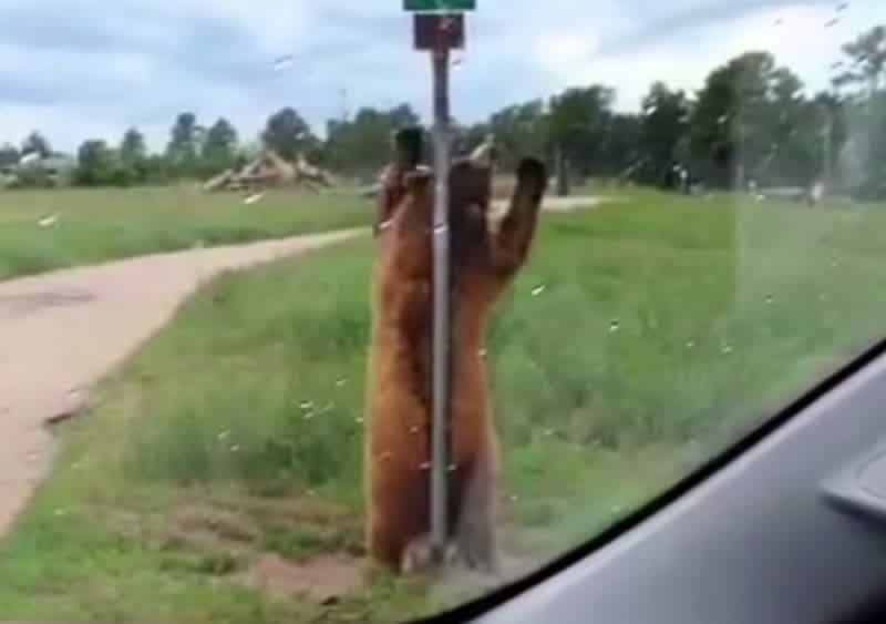 Video: Grizzly Bear Caught “Pole Dancing” on Camera