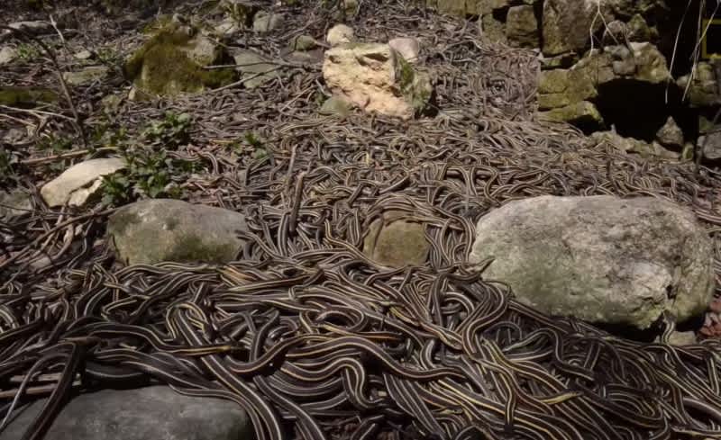 Video: Hiker Stumbles into Snake Pit