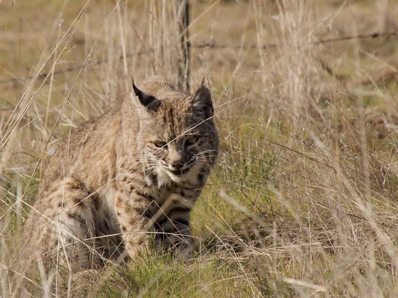 Video: Leaping Bobcat Nearly Turns Turkey Hunter into the Hunted