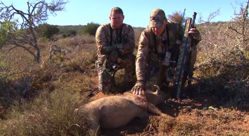 Video: Hunter Takes Down African Warthog with Big Bore Air Rifle