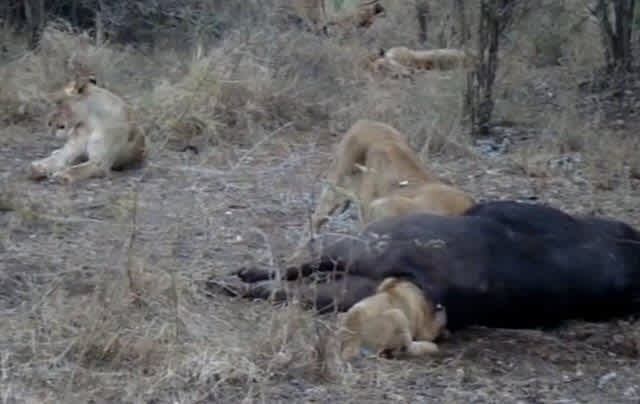 Video: Lion Cub Gets Stuck in Buffalo’s Butt