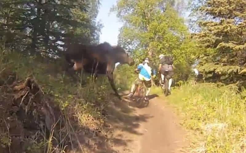 Video: Moose Blindsides Bike Riders from Behind Trees