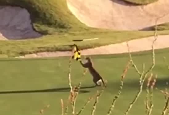 Video: Mountain Lion Hazard Blocks 18th Hole on Golf Course