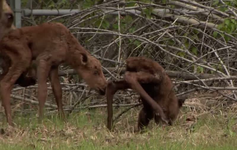 Video: Newborn Moose Falls Flat on Its Face