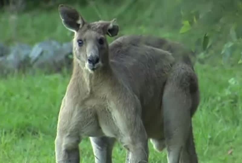 Video: Incredibly Buff Kangaroo Dominates Australian Town