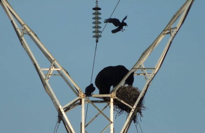 Video: Ravens Attack Bear Climbing Electric Tower to Eat Their Eggs