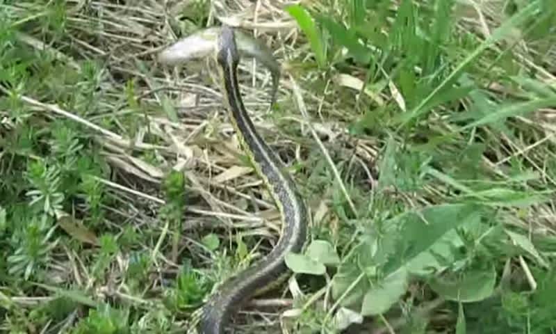 Video: Snake Steals Young Angler’s Perch, Nearly Slithers Away
