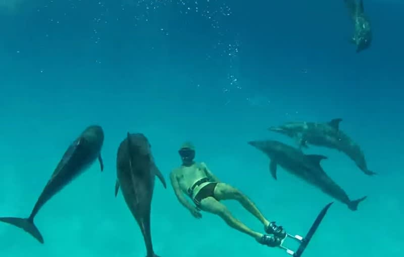 Video: Spearfisherman’s Fake Tail Fin Draws in Dolphin Pod