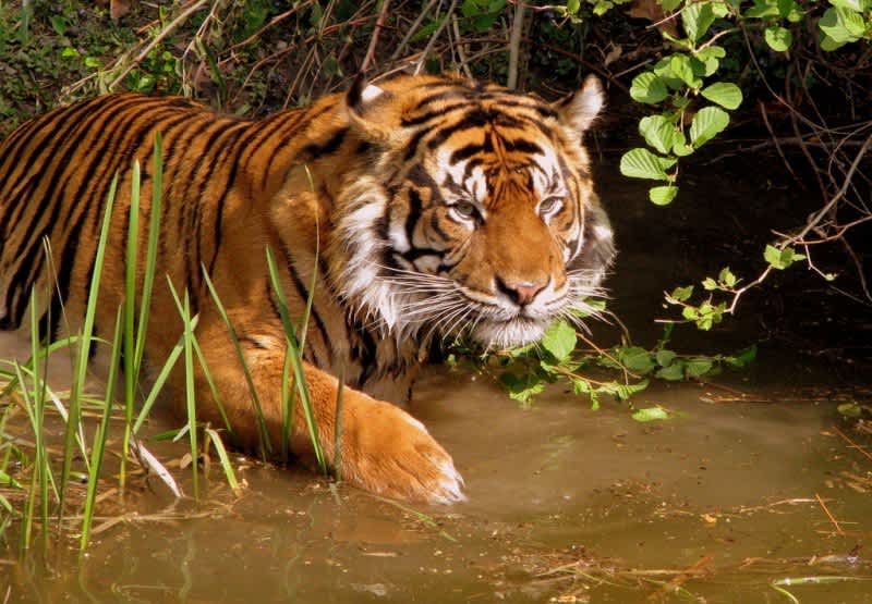 Video: Tigers Hunt, Take Down Asian Black Bear