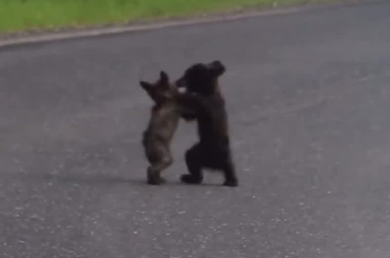 Video: Tiny Bear Cubs Wrestle in Yosemite