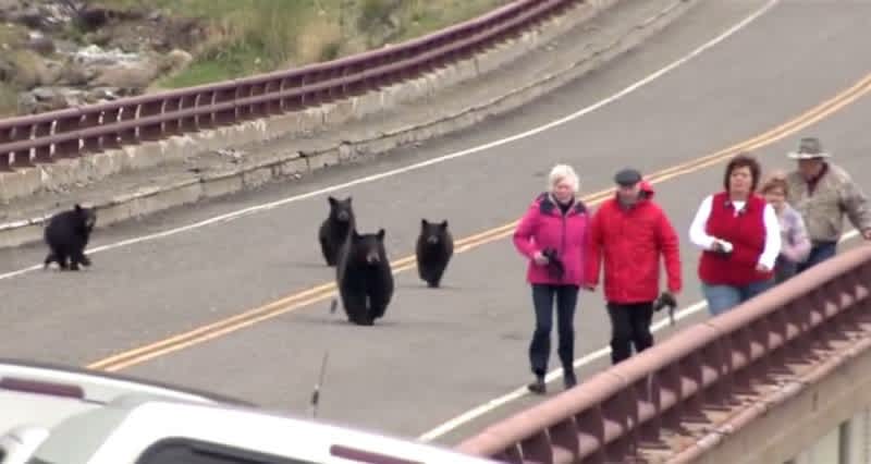 Video: Tourists Get Way Too Close to Montana Black Bears, Nearly Get Mauled
