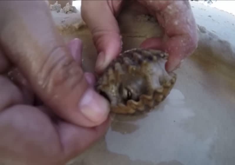 Video: This Beachgoer Did Not Expect to Find THIS in a Cockle Shell
