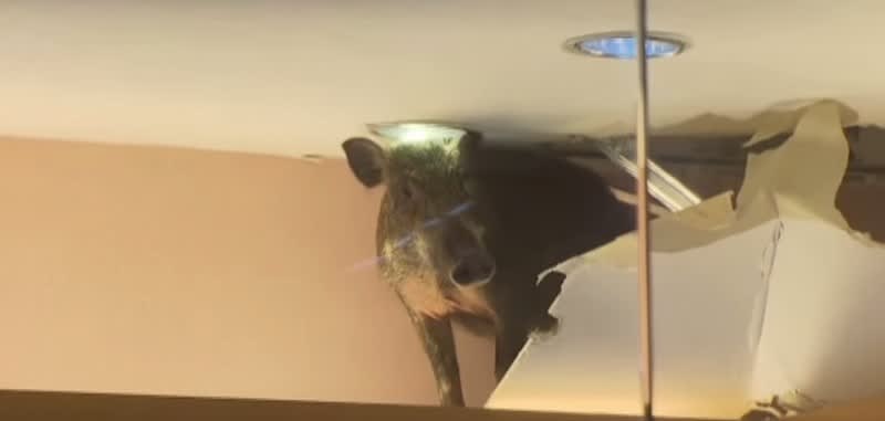 Video: Wild Pig Crashes Through Hong Kong Shop’s Ceiling, Wreaks Havoc Inside