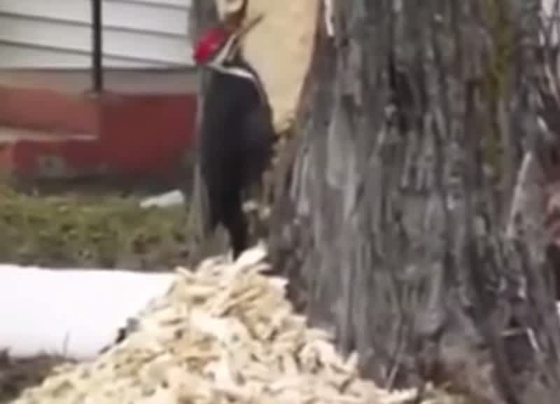 Video: Woodpecker Goes Overboard on Tree