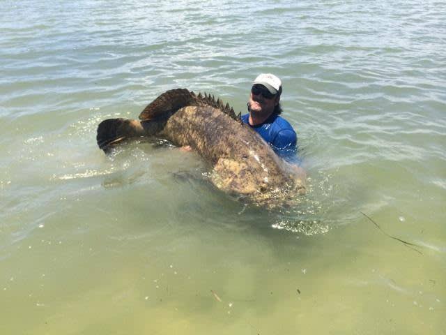 Whopping 550-pound Grouper Breaks Kayak Angler’s Rod