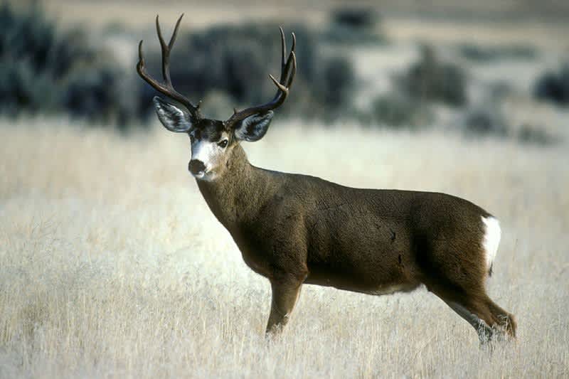Man Arrested for Poaching Mule Deer with 9x19mm Pistol