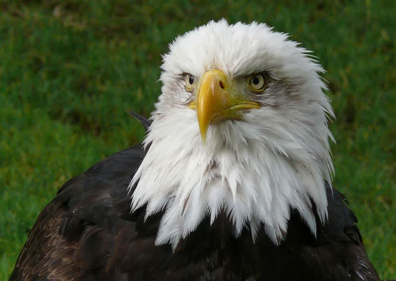 America’s Oldest Bald Eagles Dies, Sets New Record