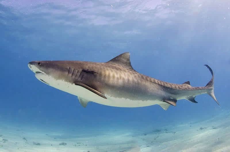 Anglers Help Land Largest Tiger Shark Ever Tagged on the East Coast