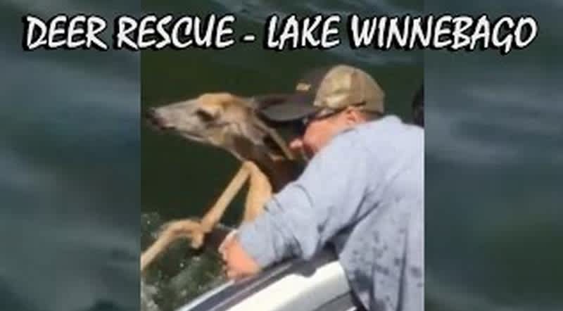 Anglers Rescue Deer Stranded Half-mile Offshore on Lake Winnebago