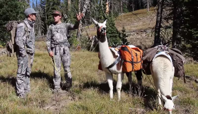 Are Pack Llamas the Next Big Trend for Hunting?