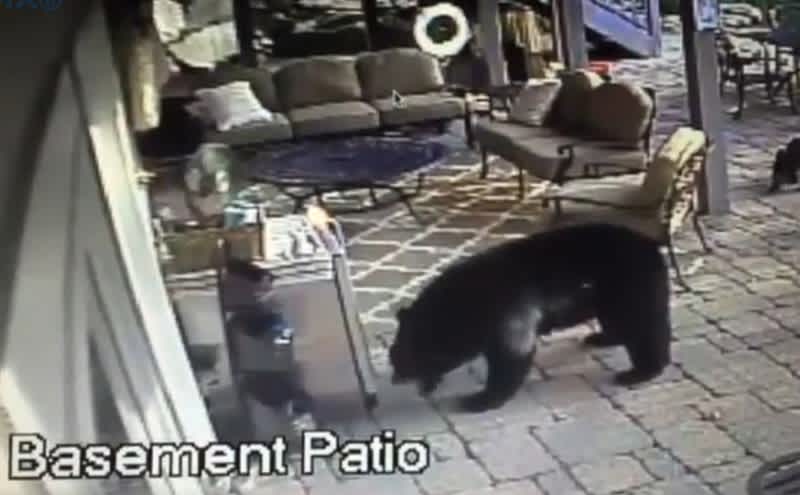 Bears in New Jersey Steal Hot Sauce, Drink Beer, Crash Yard Sale