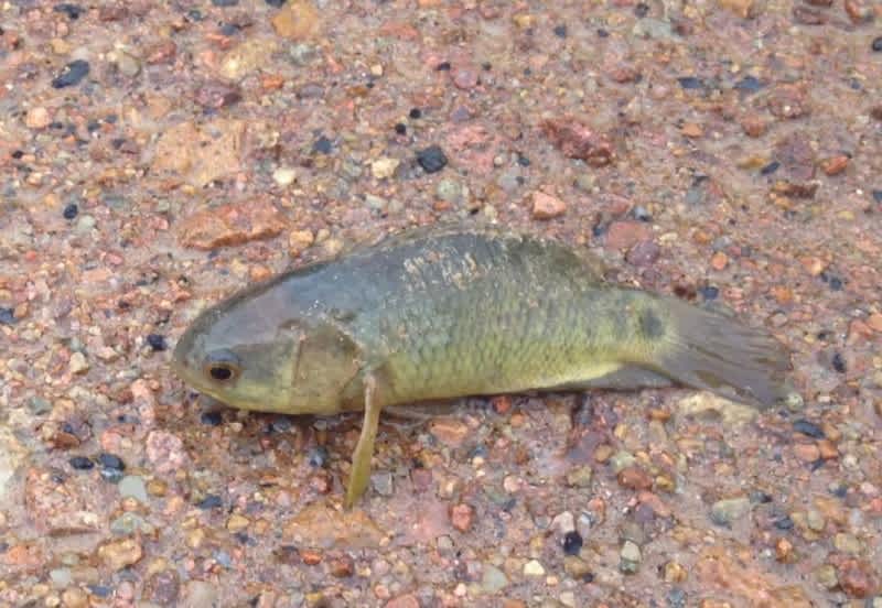 Bizarre Crawling Fish May Soon Invade Australia
