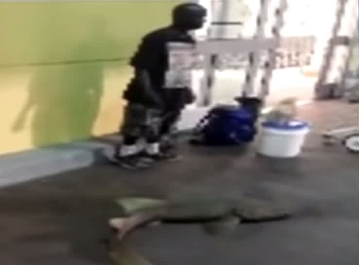 Florida Man Attempts to Sell Shark Outside Supermarket