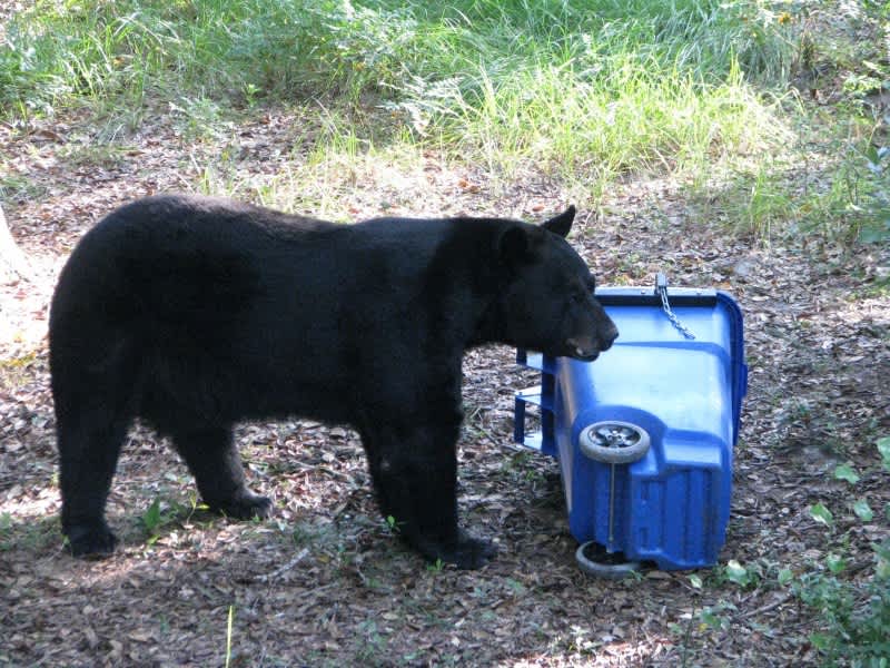 Florida Officials Confirm Fall Black Bear Hunt